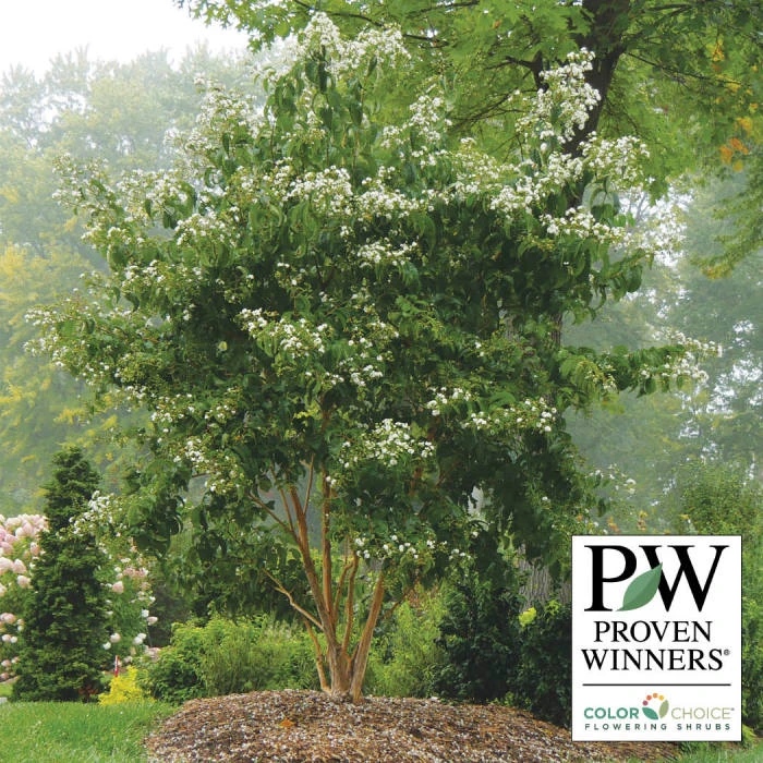 Temple of Bloom® Seven-Son Flower Temple Of Bloom® Seven-Son Flower -Jung Seed Company 21498 PW