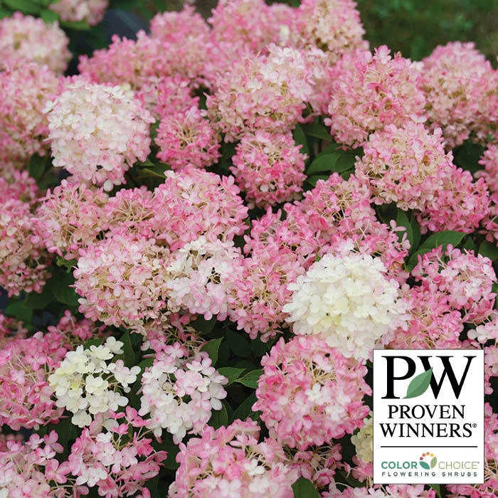 Fire Light Tidbit™ Hydrangea Fire Light Tidbit™ Hydrangea -Jung Seed Company 21524 A