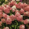 Sweet Starlight&trade; Hydrangea