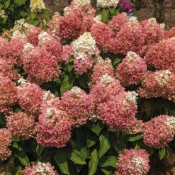 Sweet Starlight&trade; Hydrangea