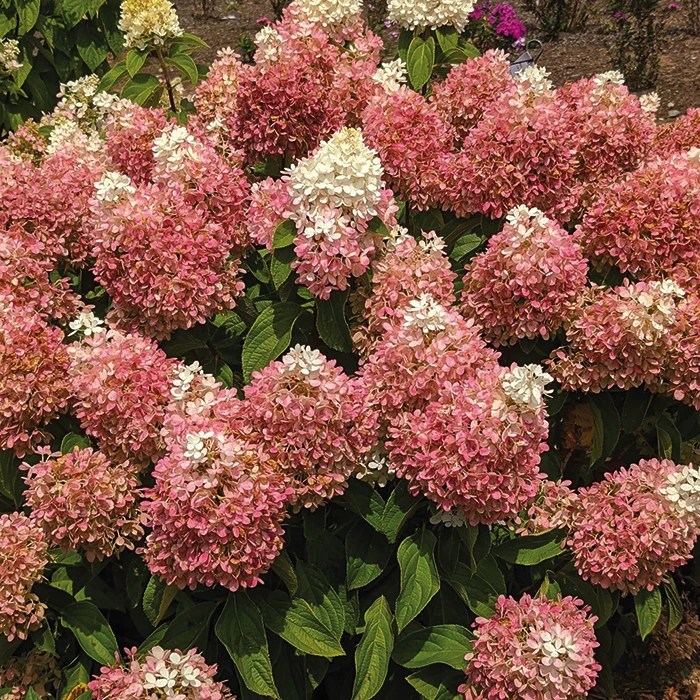 Sweet Starlight™ Hydrangea Sweet Starlight™ Hydrangea -Jung Seed Company 21536