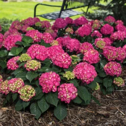 Summer Crush&reg; Hydrangea