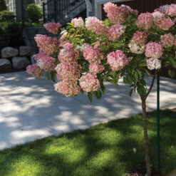 Vanilla Strawberry&trade; Tree Hydrangea