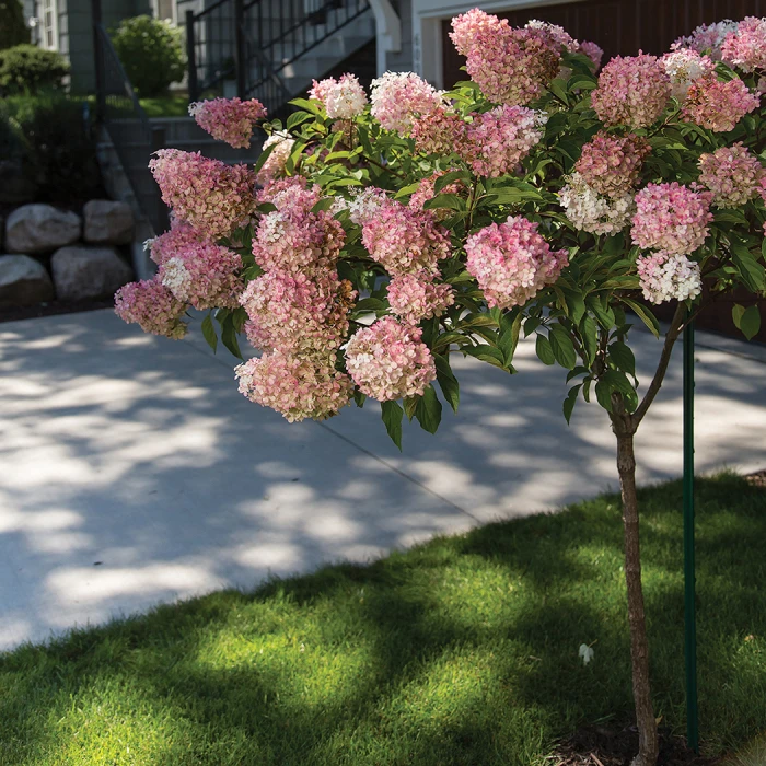 Vanilla Strawberry™ Tree Hydrangea Vanilla Strawberry™ Tree Hydrangea -Jung Seed Company 21595
