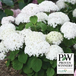 Invincibelle Wee White&reg; Hydrangea