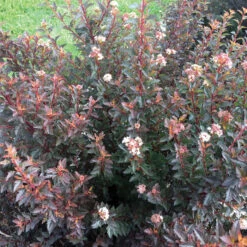 Sweet Cherry Tea&trade; Ninebark