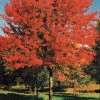 Autumn Blaze Maple