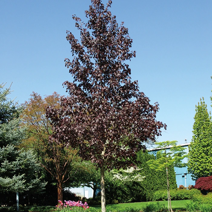 Crimson Sunset® Maple Crimson Sunset® Maple -Jung Seed Company 22087