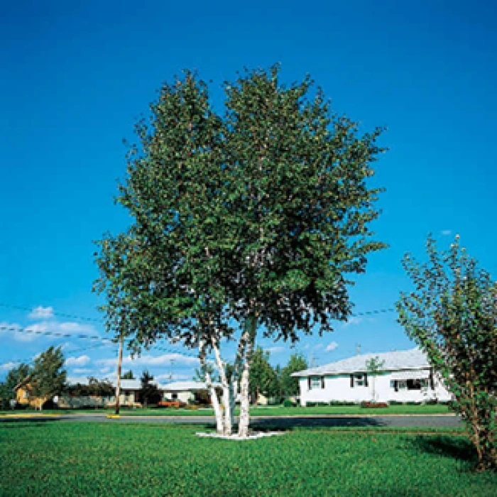 Whitespire Birch 3-4 ft Whitespire Birch 3-4 Ft -Jung Seed Company 22105