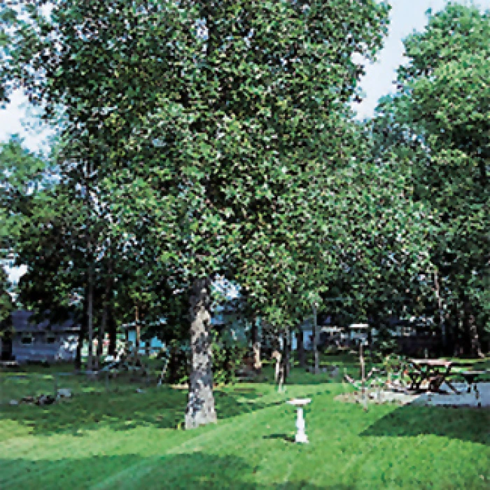Shagbark Hickory Tree Shagbark Hickory Tree -Jung Seed Company 22142