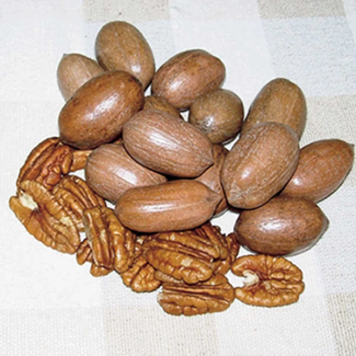 Hardy Pecan Tree Offer Hardy Pecan Tree Offer -Jung Seed Company 22148