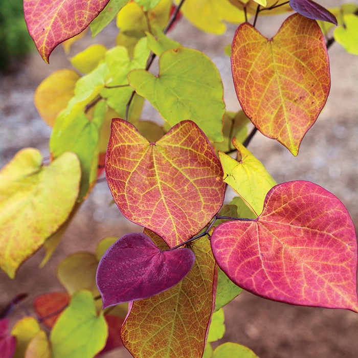 Flame Thrower Redbud Tree Flame Thrower Redbud Tree -Jung Seed Company 22166