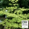 Golden Shadows&reg; Pagoda Dogwood