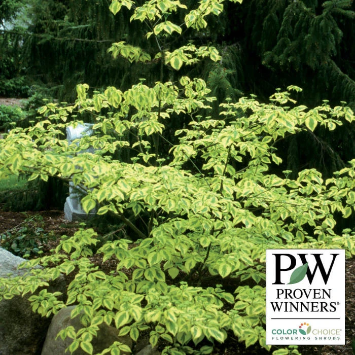 Golden Shadows® Pagoda Dogwood Golden Shadows® Pagoda Dogwood -Jung Seed Company 22183 PW