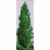 Theves Poplar (2 To 3 Foot)