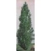 Theves Poplar(4 To 5 Foot)