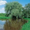 Alba™ Niobe Weeping Willow