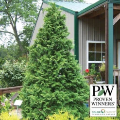 Soft Serve&reg; False Cypress Evergreen