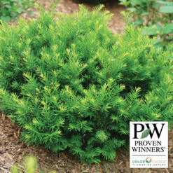 Stonehenge Dark Druid&reg; Yew