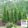 North Pole&reg; Arborvitae Evergreen