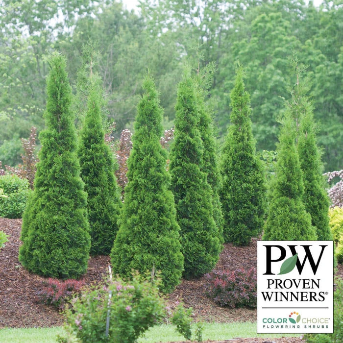 North Pole® Arborvitae Evergreen North Pole® Arborvitae Evergreen -Jung Seed Company 23023 PW
