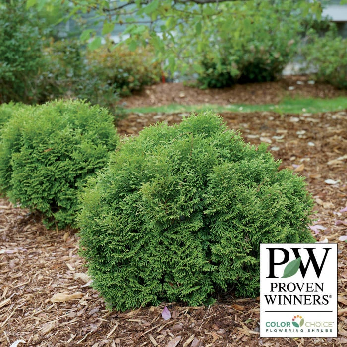 Tater Tot Arborvitae Tater Tot Arborvitae -Jung Seed Company 23026 PW