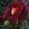 Dark Night&trade; Hybrid Tea Rose