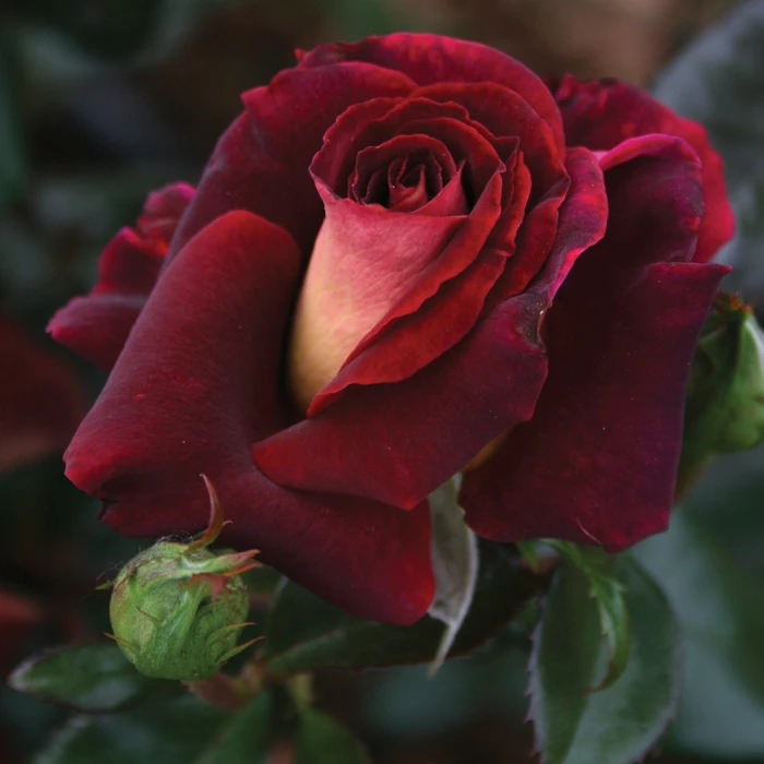 Dark Night™ Hybrid Tea Rose Dark Night™ Hybrid Tea Rose -Jung Seed Company 23642 Rose DarkNight