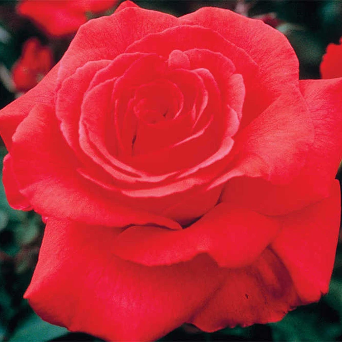 Fragrant Cloud Hybrid Tea Rose Fragrant Cloud Hybrid Tea Rose -Jung Seed Company 23723