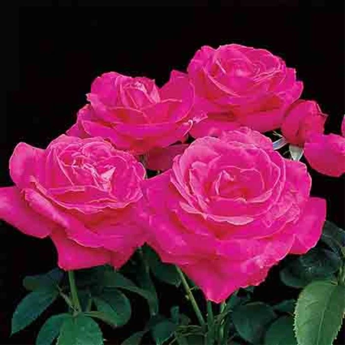 Miss All-American Beauty Hybrid Tea Rose Miss All-American Beauty Hybrid Tea Rose -Jung Seed Company 23996