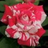 Neil Diamond Hybrid Tea Rose