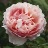 Princess Charlene De Monaco&reg; Rose