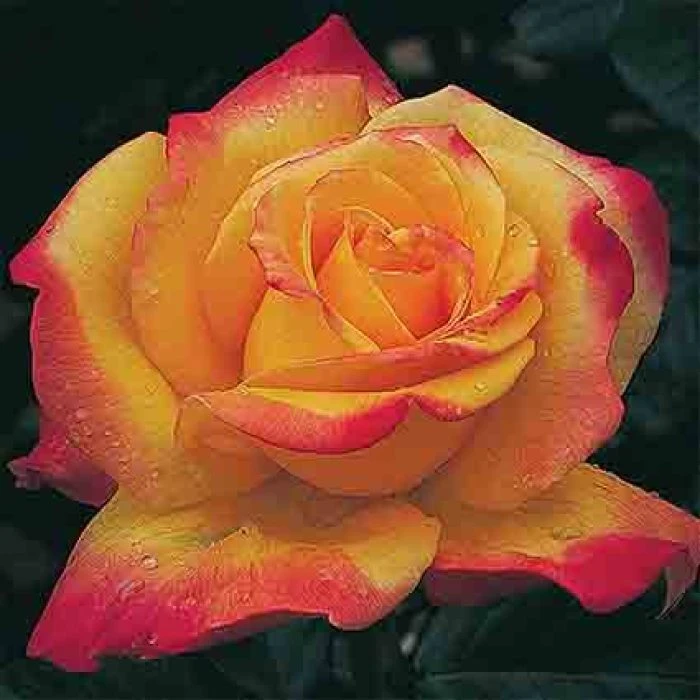 Rio Samba™ Hybrid Tea Rose Rio Samba™ Hybrid Tea Rose -Jung Seed Company 24156