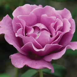 Angel Face&trade; Floribunda Rose