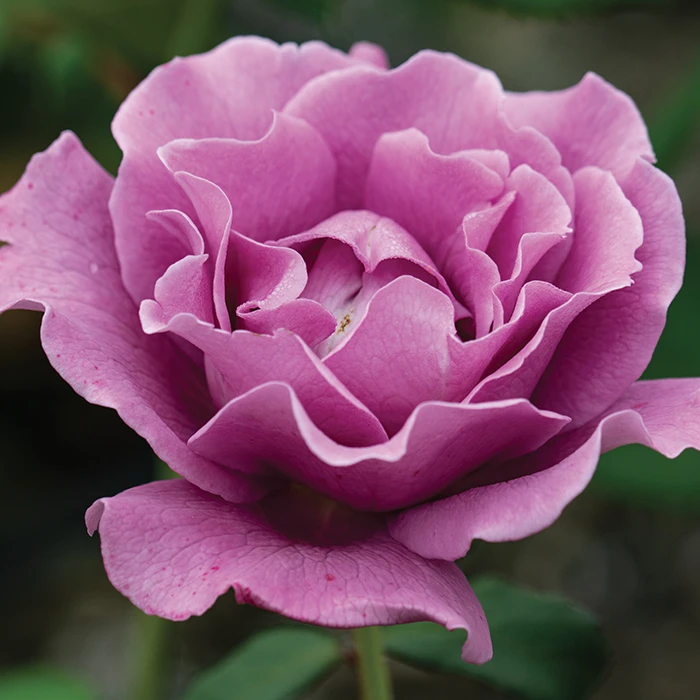 Angel Face™ Floribunda Rose Angel Face™ Floribunda Rose -Jung Seed Company 24307