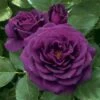 Ebb Tide&trade; Floribunda Rose