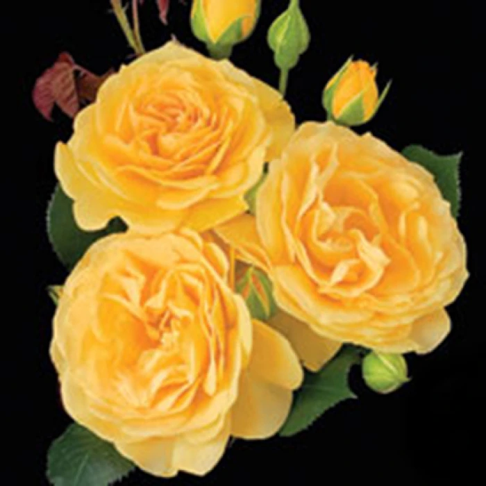 Julia Child Floribunda Rose Julia Child Floribunda Rose -Jung Seed Company 24526