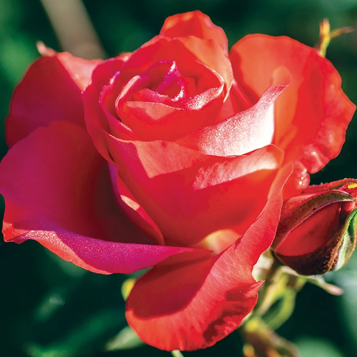 Marmalade Skies™ Floribunda Rose Marmalade Skies™ Floribunda Rose -Jung Seed Company 24580