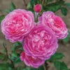 Orchid Romance&trade; Floribunda Rose