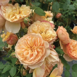 Flavorette&trade; Honey-Apricot Shrub Rose