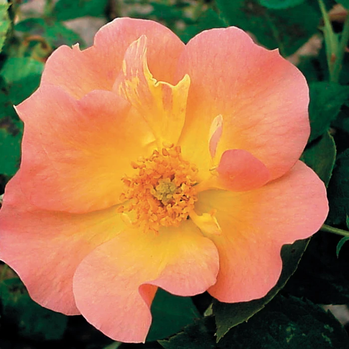 Morden Sunrise Shrub Rose Morden Sunrise Shrub Rose -Jung Seed Company 25040