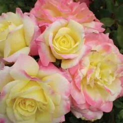 Music Box Shrub Rose