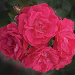 Party Hardy&trade; Shrub Rose