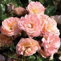 Peach Drift&reg; Groundcover Rose