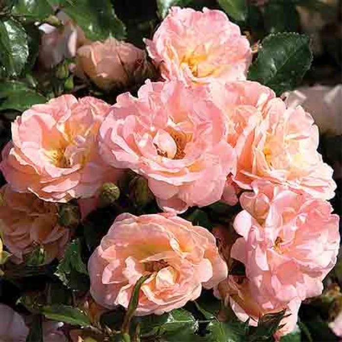 Peach Drift® Groundcover Rose Peach Drift® Groundcover Rose -Jung Seed Company 25067
