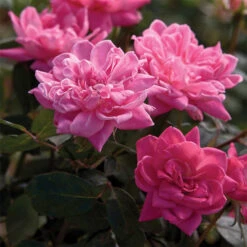 Pink Double Knock Out&reg; Rose