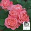 Reminiscent&trade; Coral Shrub Rose