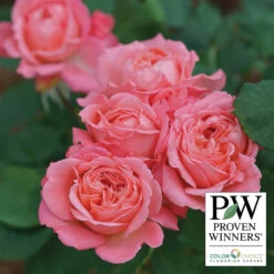 Reminiscent&trade; Coral Shrub Rose