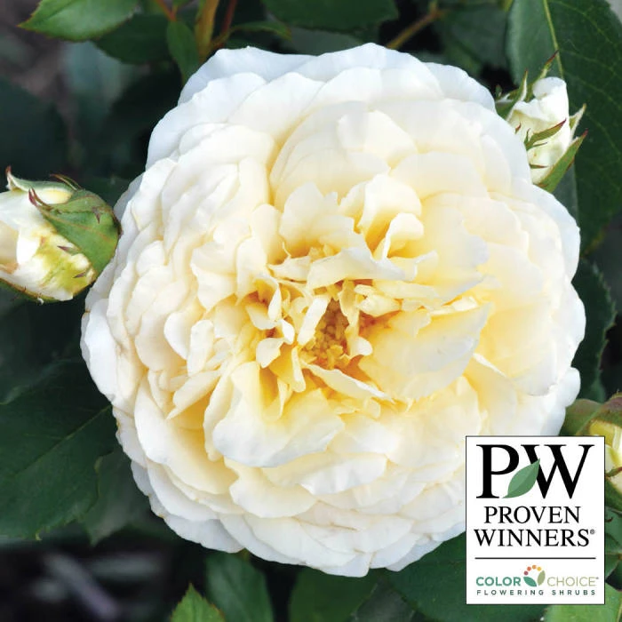 Reminiscent™ Crema Shrub Rose Reminiscent™ Crema Shrub Rose -Jung Seed Company 25112 PW