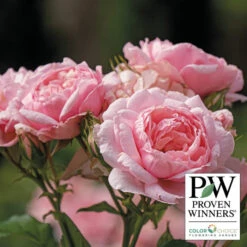 Reminiscent&trade; Pink Shrub Rose